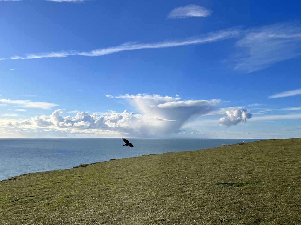 a bird flying over a lush green field next to the ocean