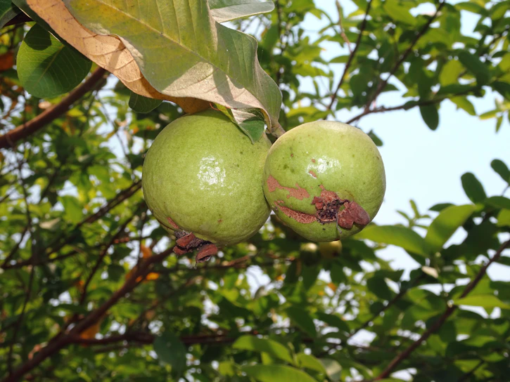 A close-up of ripe guava fruits hanging on a branch in a lush Colombian field.