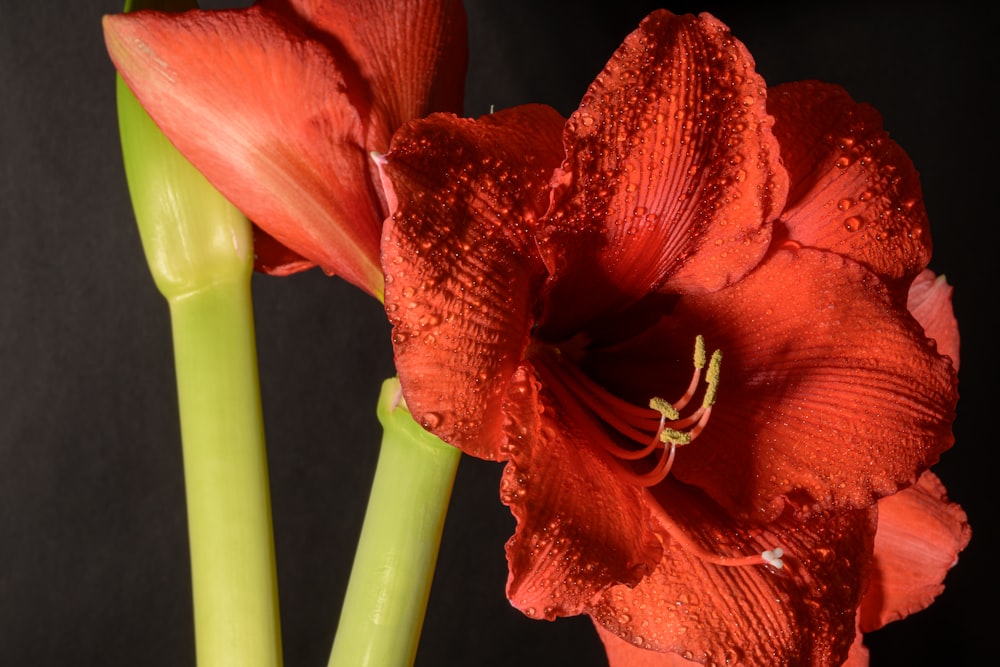 Un primo piano di un fiore con uno sfondo nero