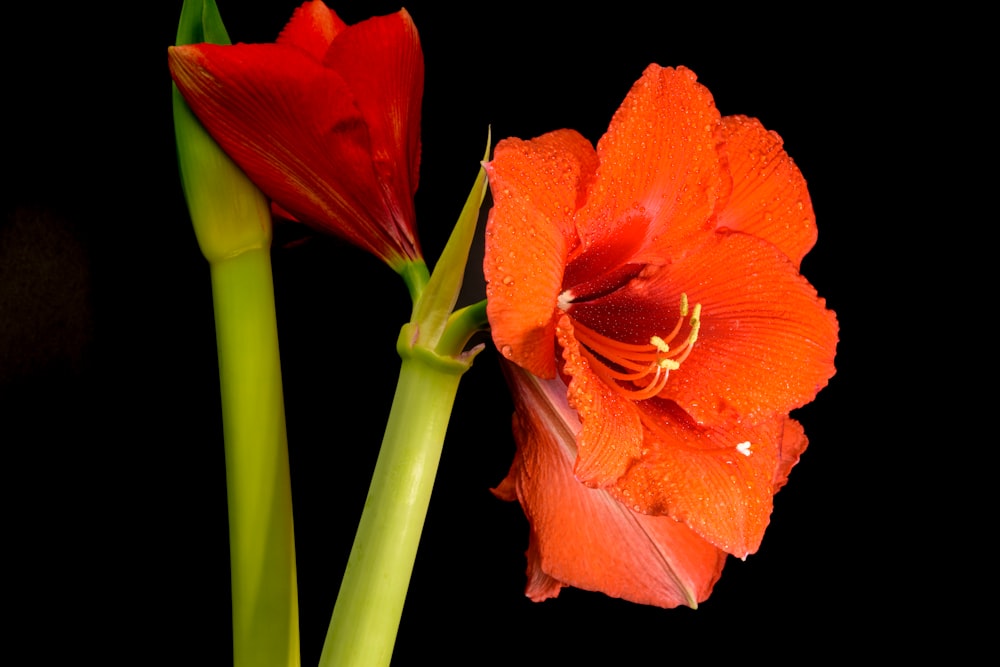 Un primo piano di un fiore con uno sfondo nero