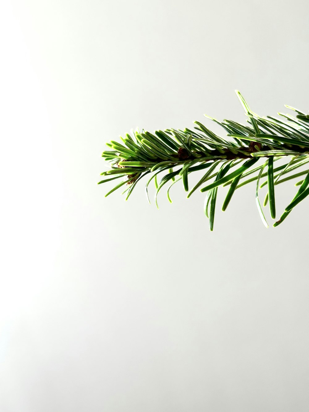 a close up of a pine branch on a white background