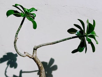 a small tree with green leaves on a white wall