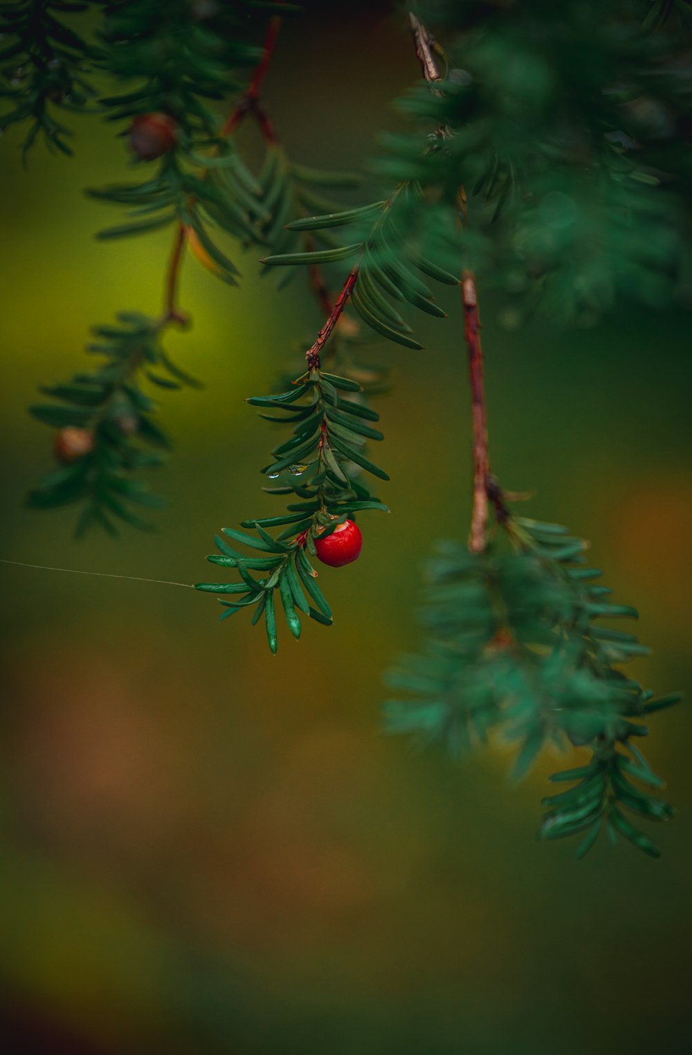 a branch of a pine tree with a red berry hanging from it