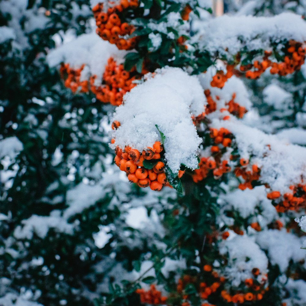 a bunch of berries are covered in snow