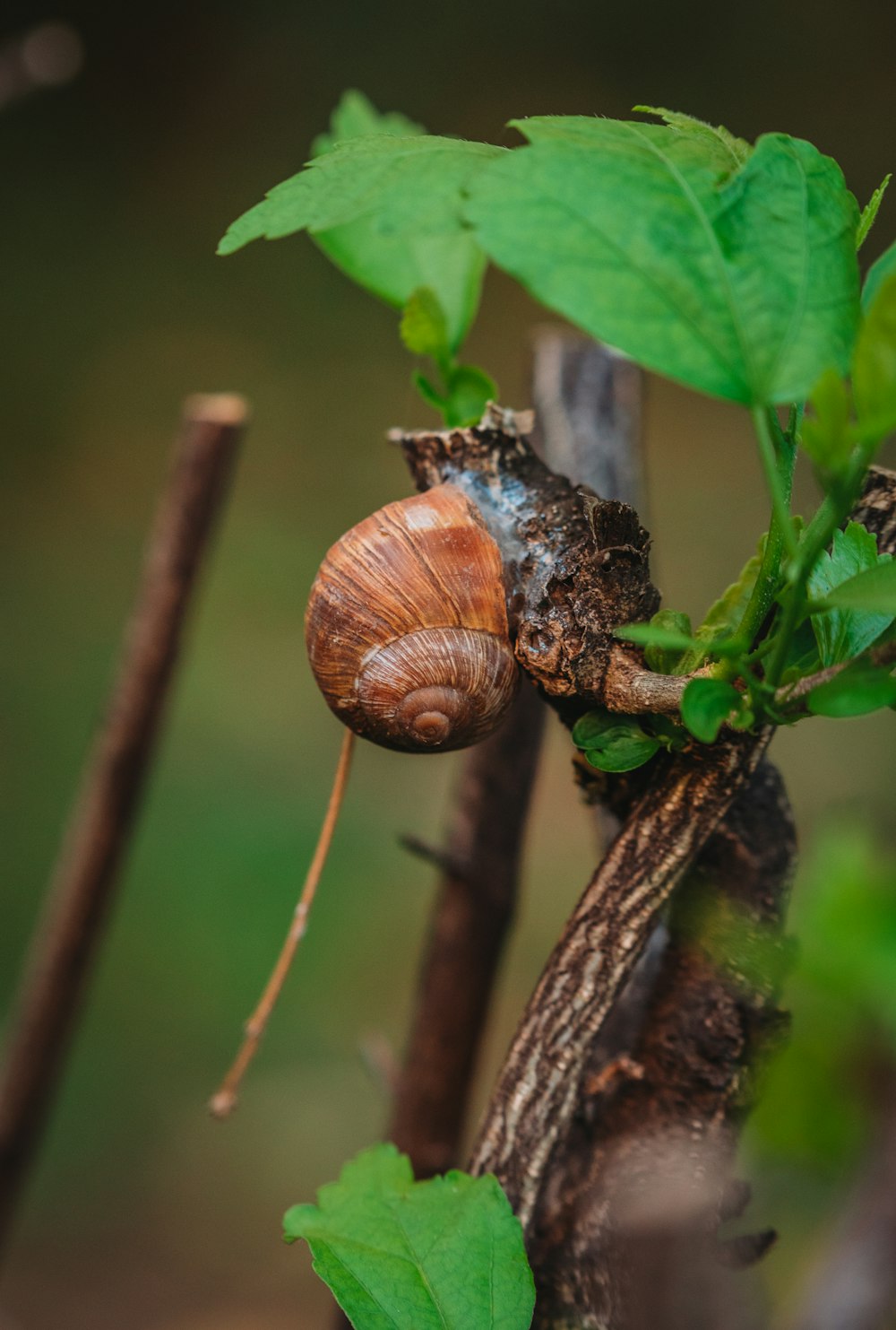 a close up of a snail on a tree branch