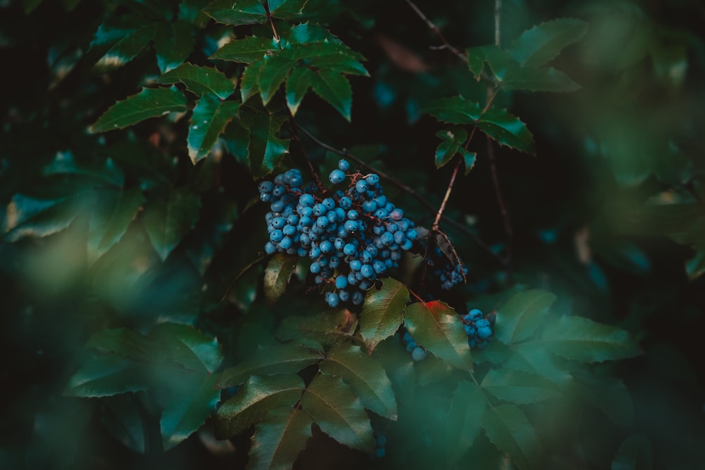 a bunch of blue berries hanging from a tree