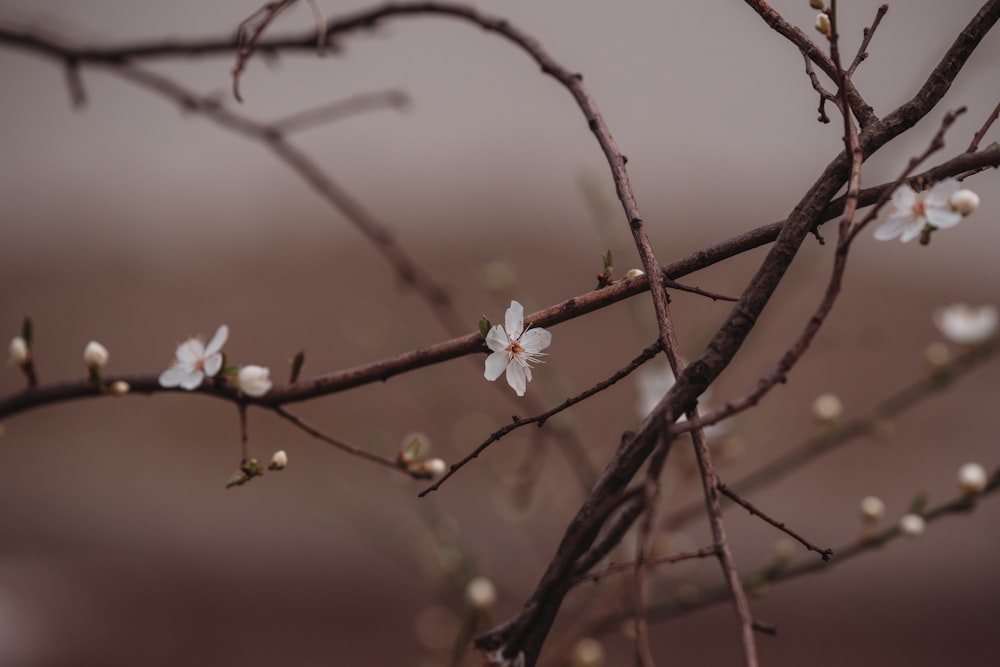 a branch with white flowers on it