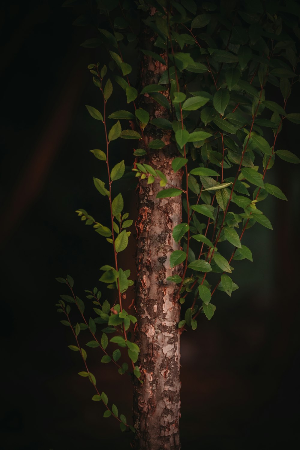 a close up of a tree with leaves on it