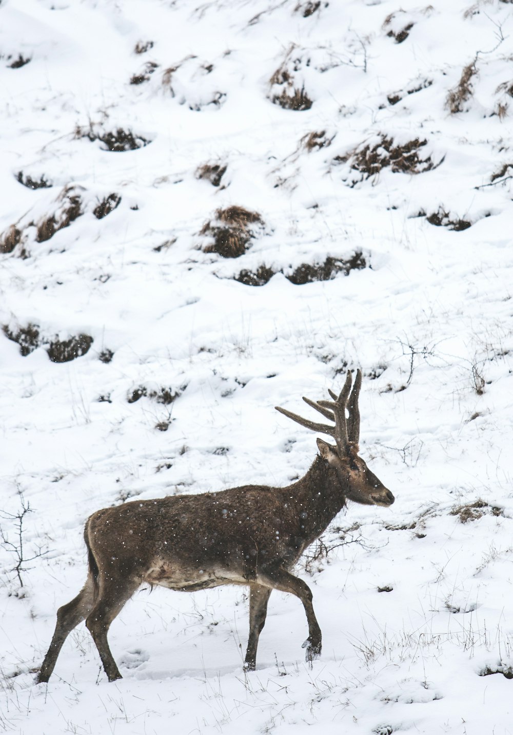 a deer walking through a snow covered field