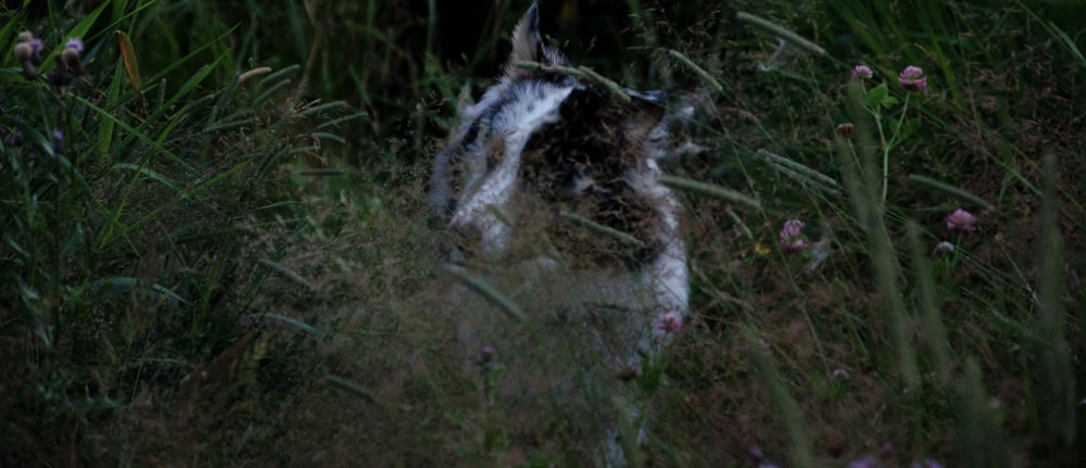 a cat walking through a field of tall grass