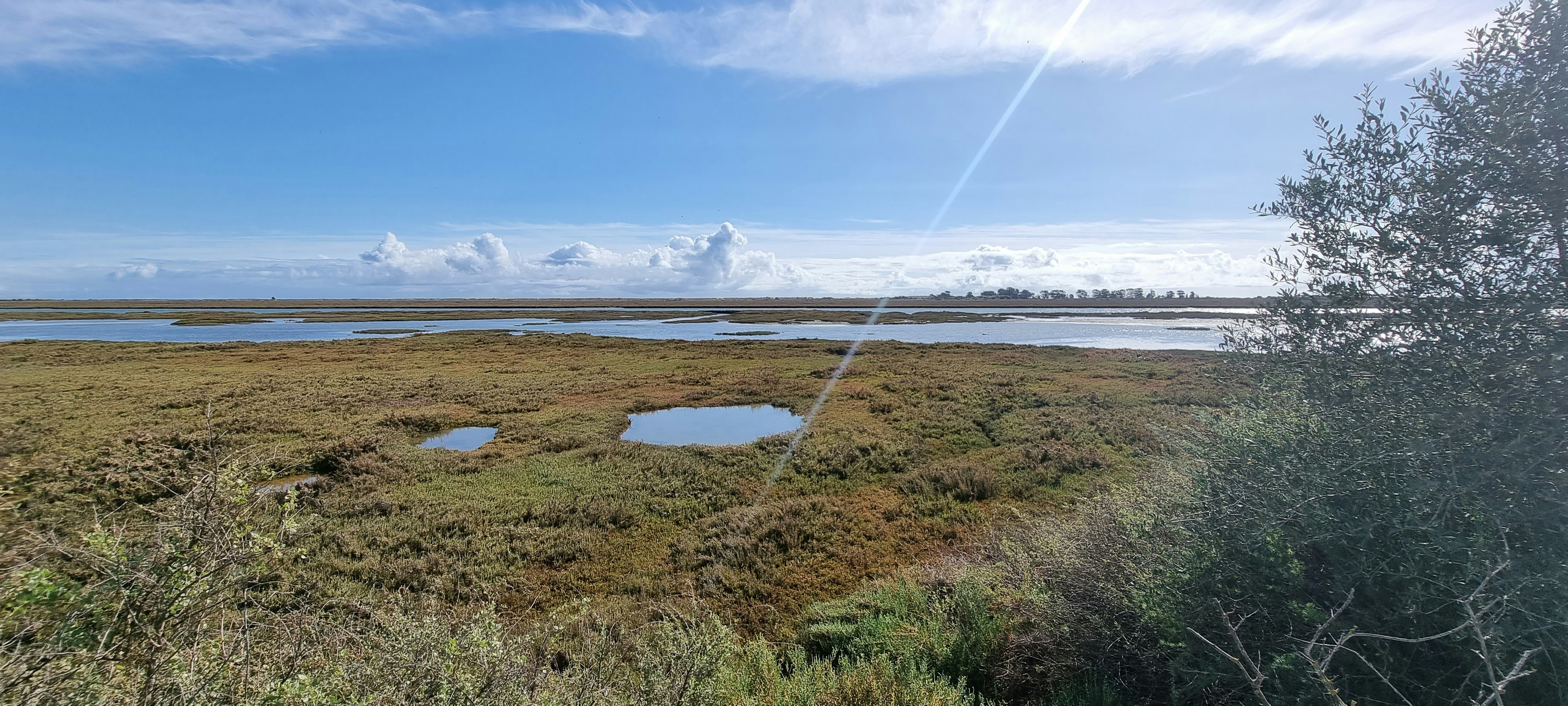 a grassy area with water and trees in the background