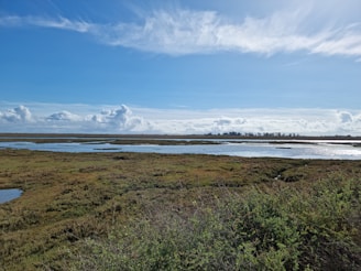 A vast open landscape featuring a marshland with grassy areas and several water channels under a bright blue sky with scattered clouds.