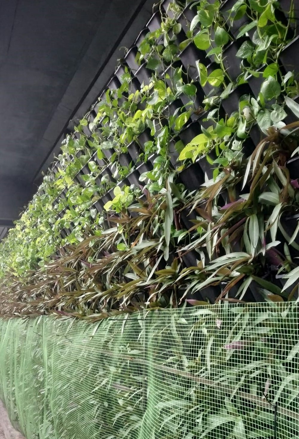 un bouquet de plantes qui poussent sur un mur