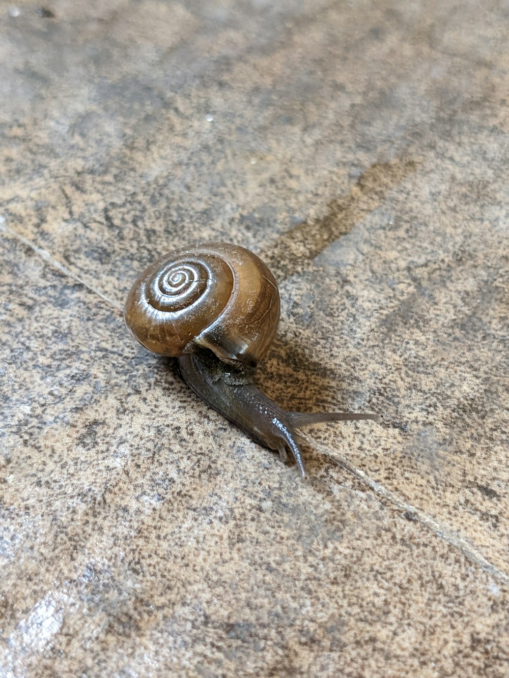 a snail crawling on the ground next to a feather