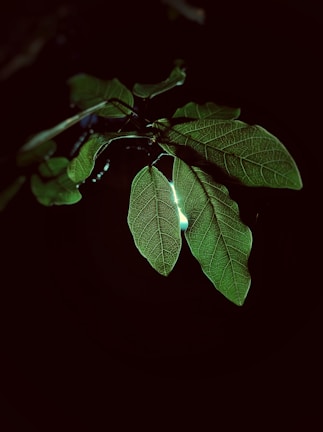 Close-up of matte gold and neon green botanical leaves glowing softly.