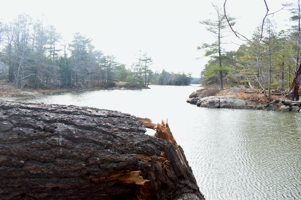 a large tree stump sitting in the middle of a lake