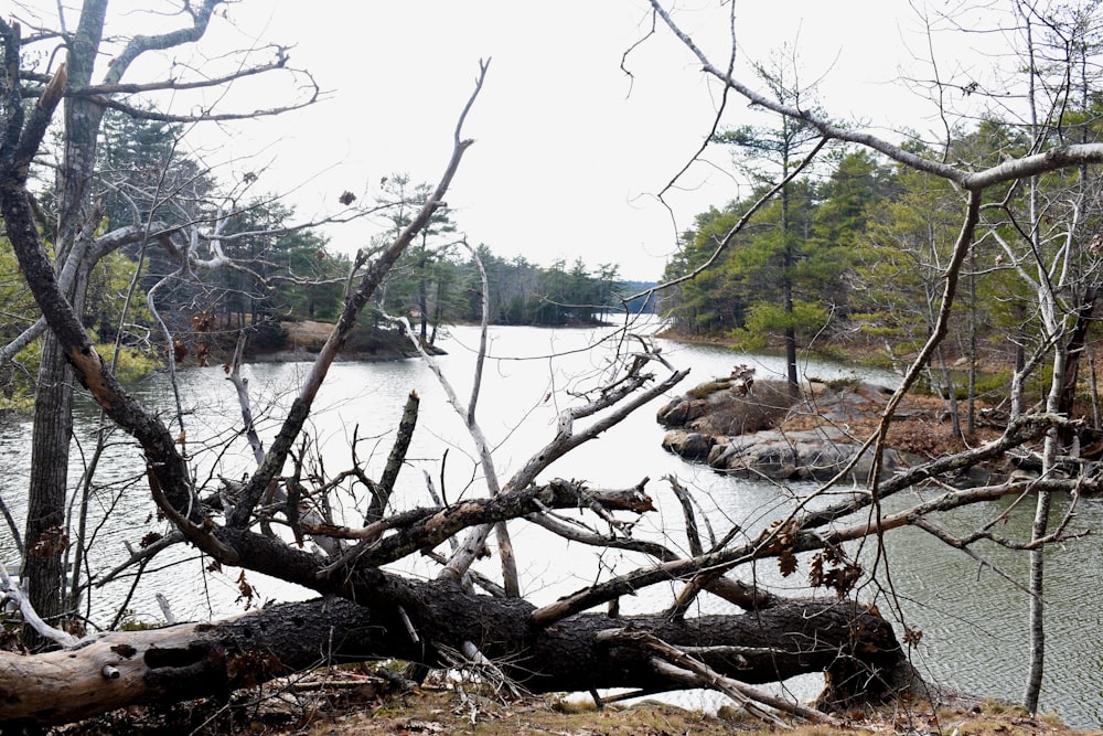 a fallen tree sitting on the side of a river