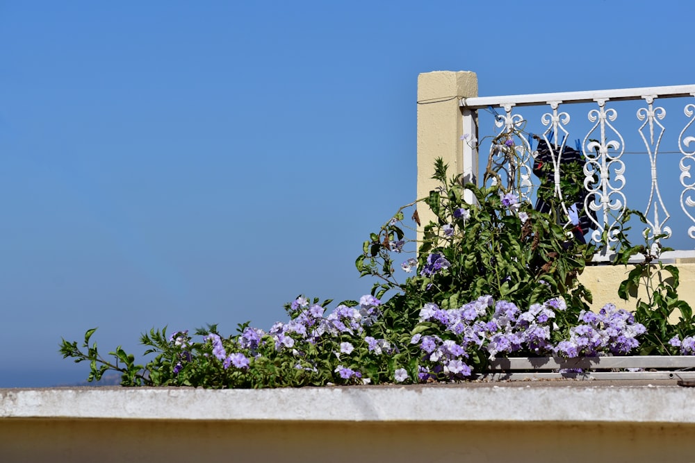 a balcony with purple flowers and a wrought iron railing