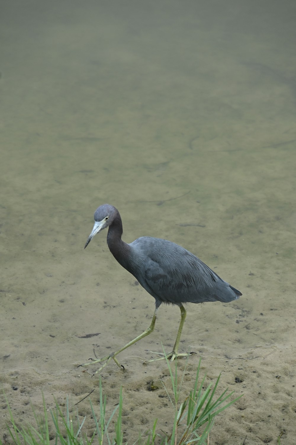 Ein Vogel mit langem Schnabel, der im seichten Wasser steht