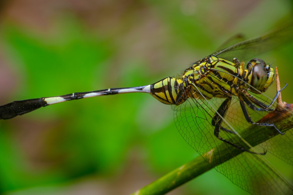 A yellow dragonfly resting on a blade of a plant photo – Free Jakarta Image  on Unsplash