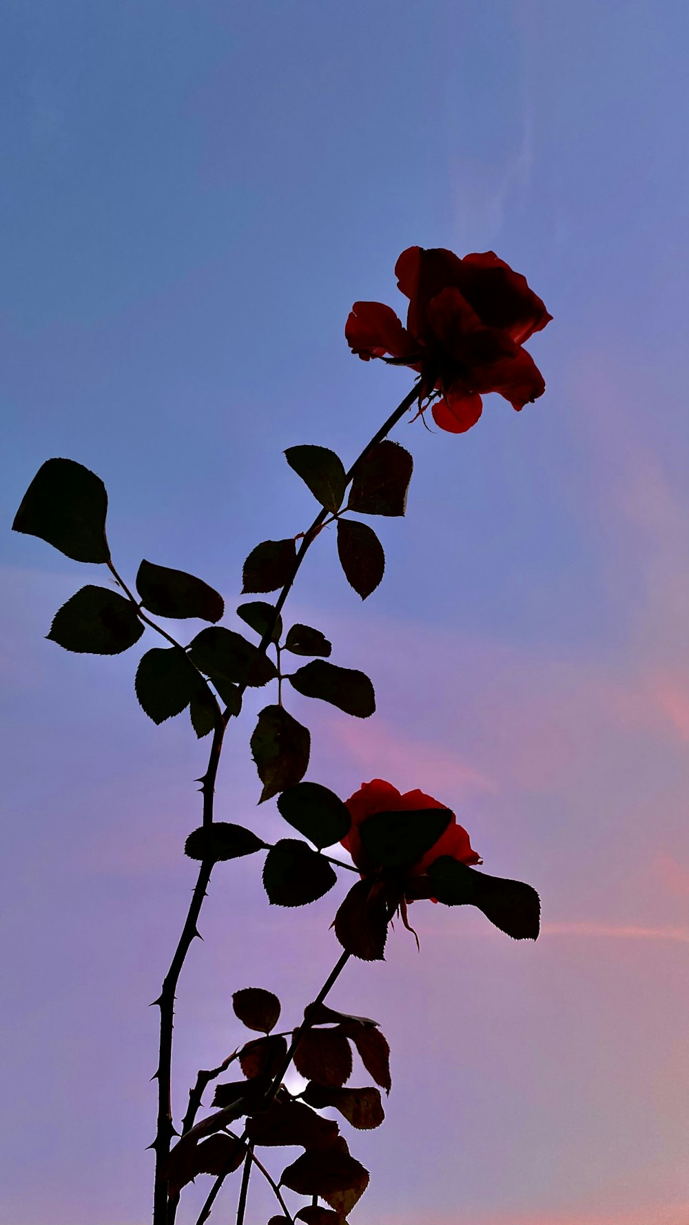 a single red rose on a stem against a blue sky