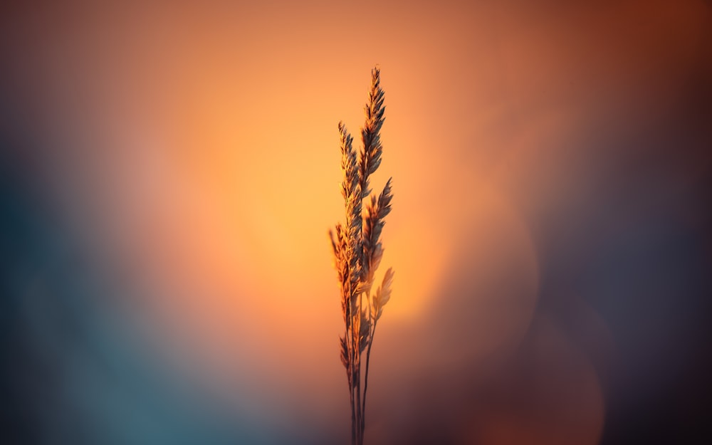 a tall plant with a blurry background