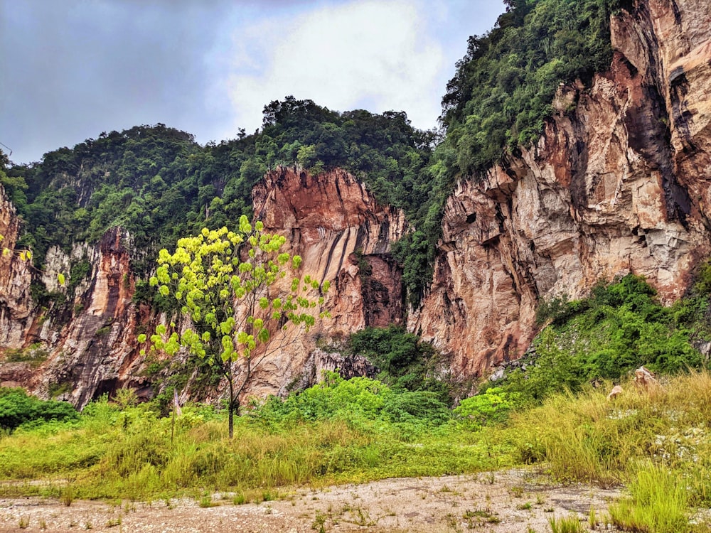 a mountain side with a tree in the foreground