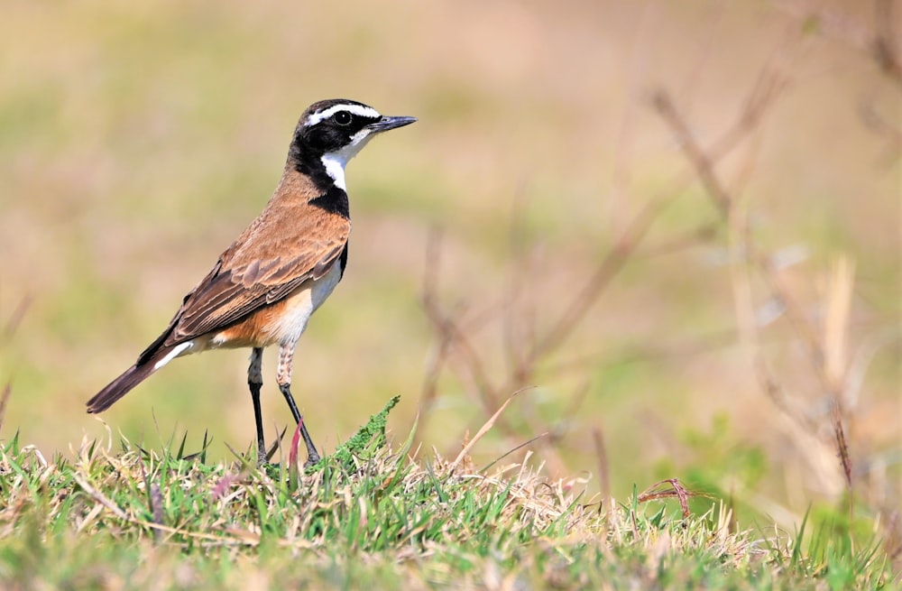 um pequeno pássaro em pé em cima de um campo coberto de grama
