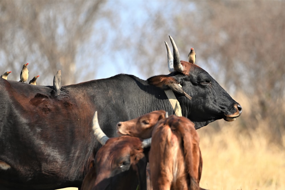 um grupo de vacas de pé um ao lado do outro em um campo