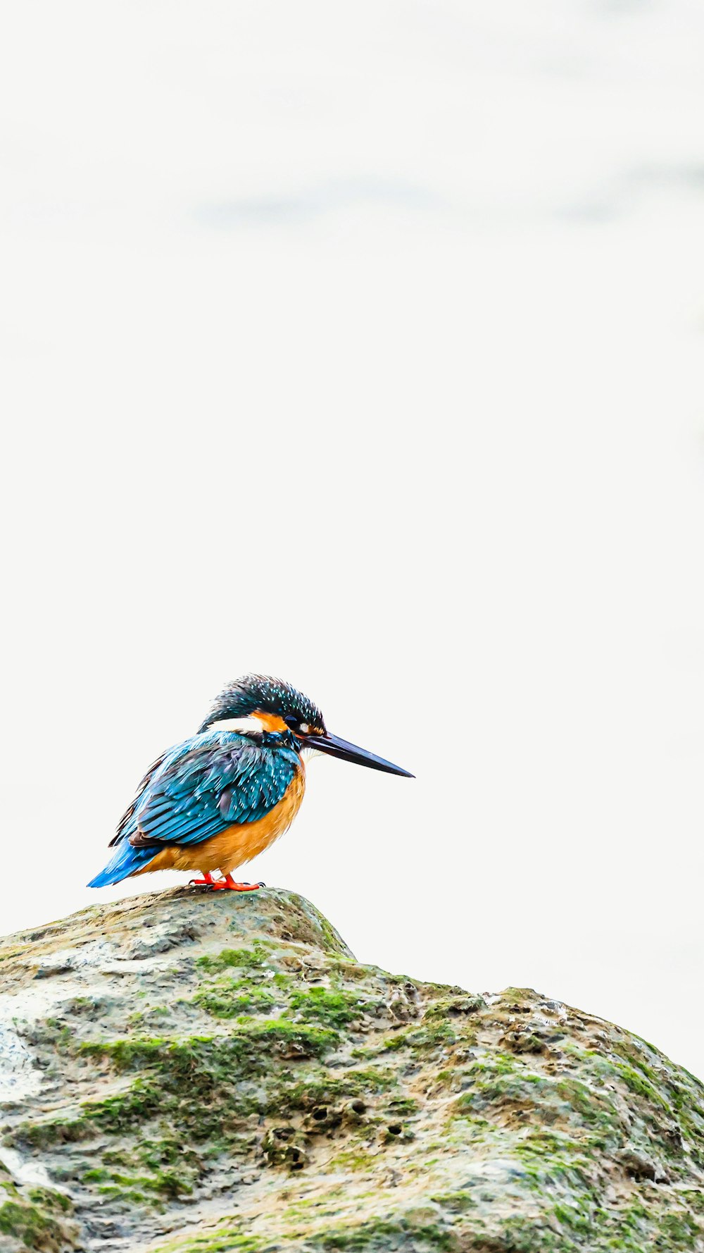 Un oiseau coloré assis au sommet d’un rocher