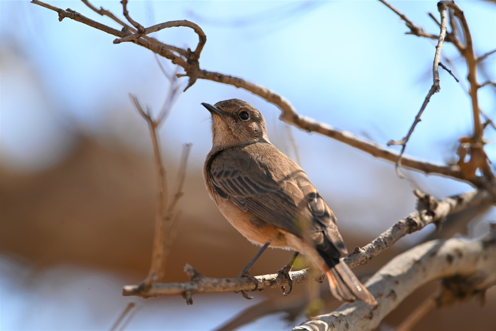 a small bird perched on a tree branch