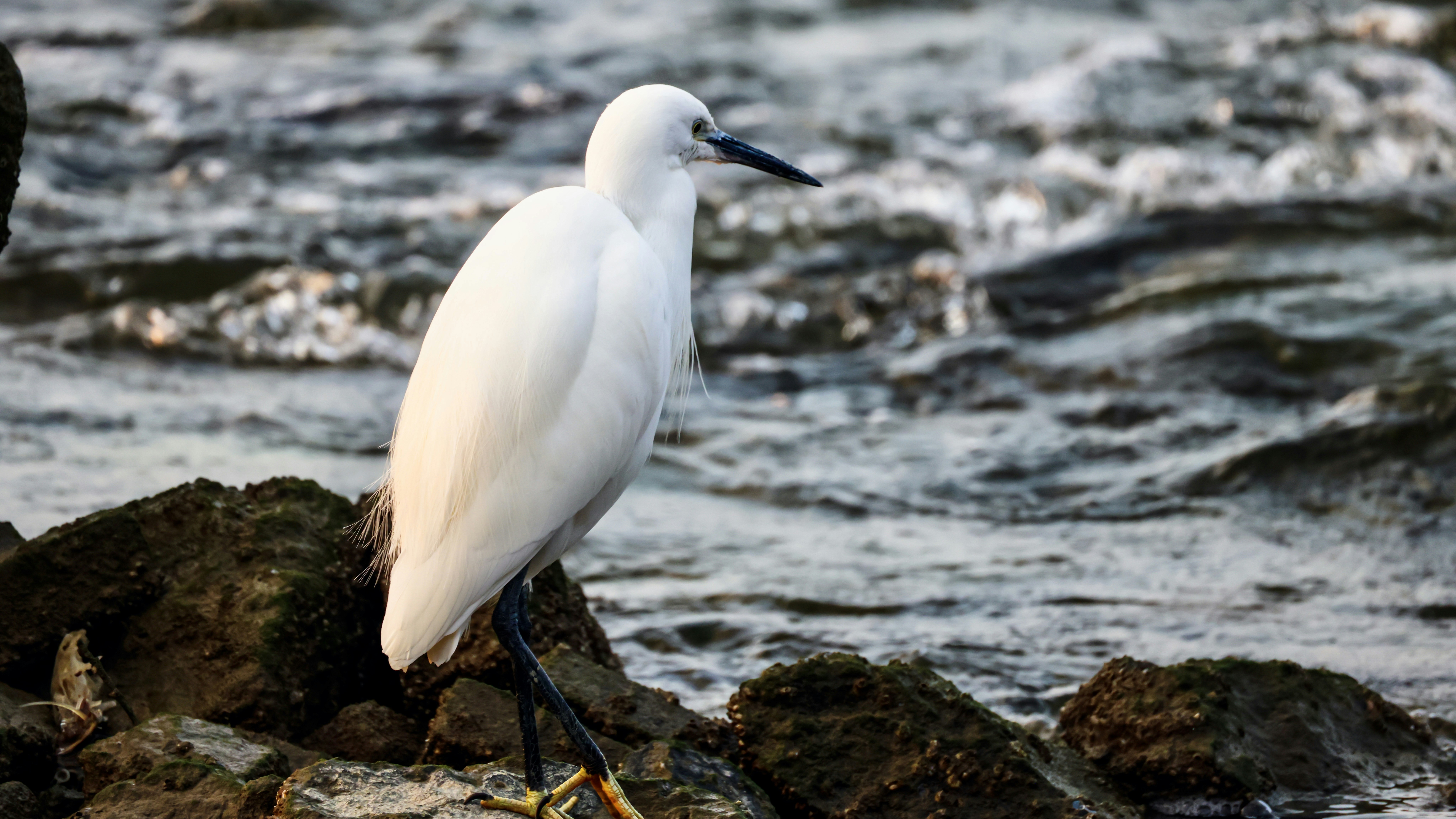 Photo by dickenslin76