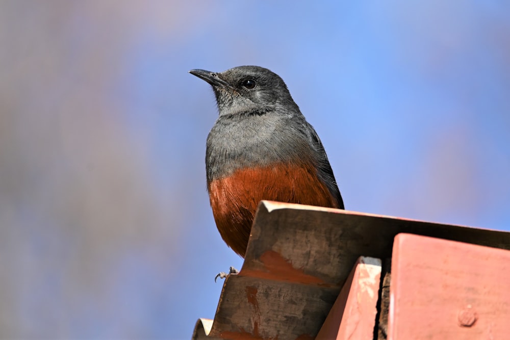 a small bird sitting on top of a roof