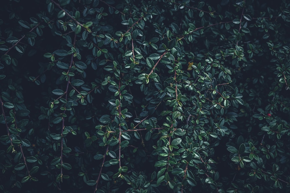 a close up of a tree with green leaves