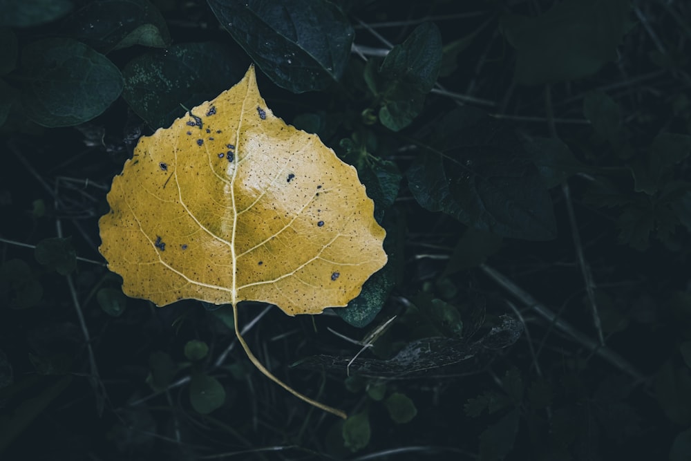 a yellow leaf is laying on the ground