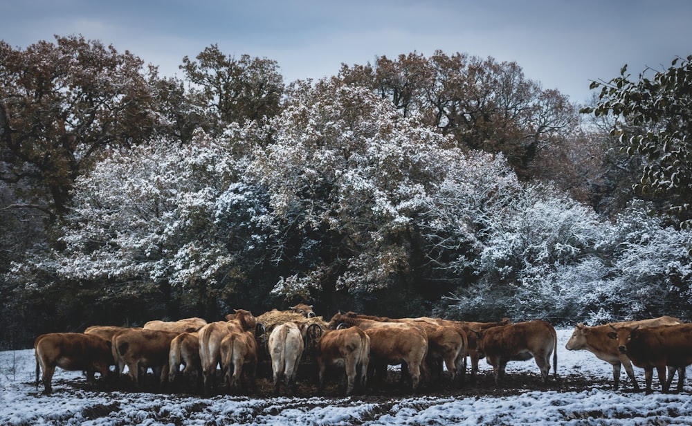 a herd of cattle standing on top of a snow covered field