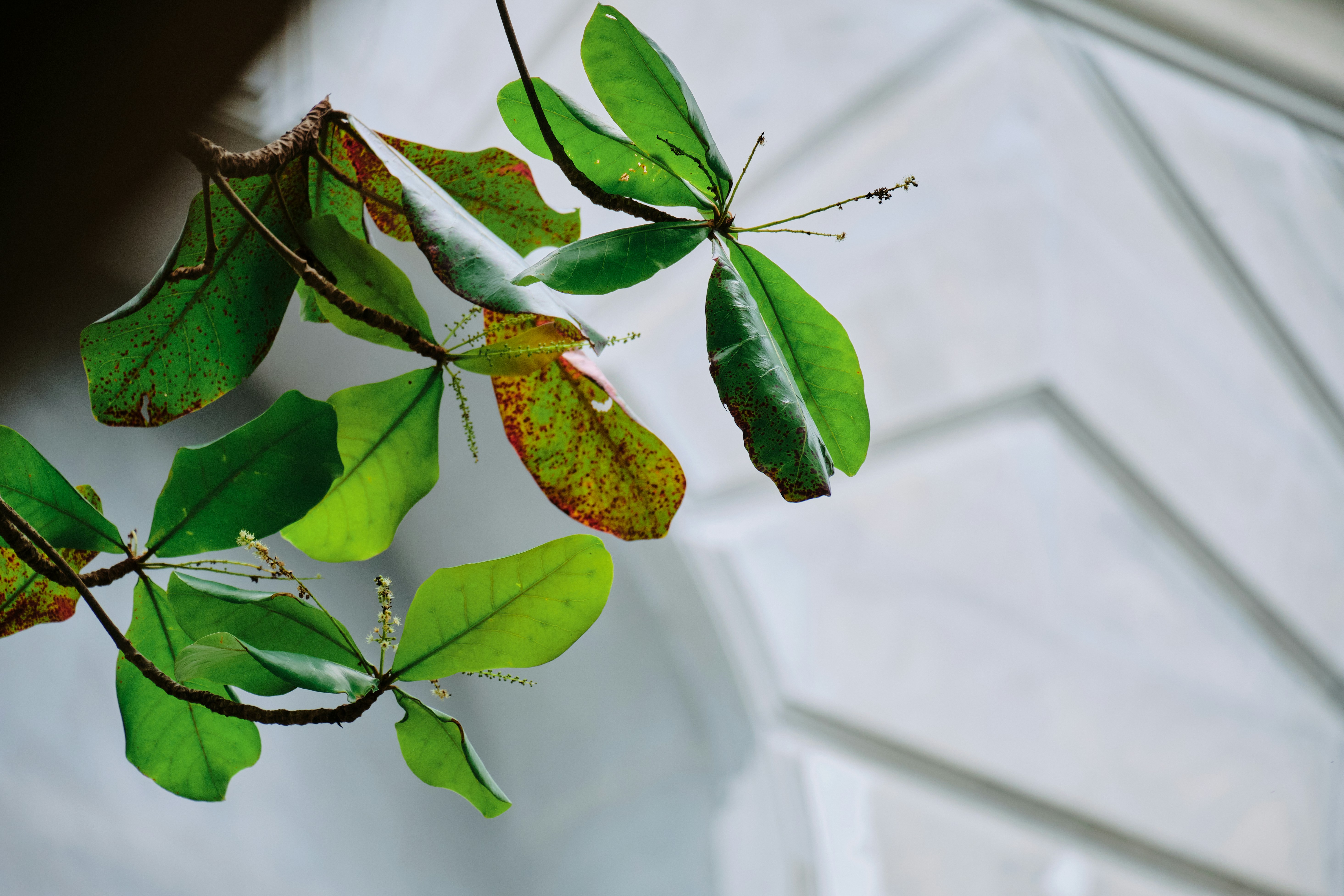 a close up of a branch with leaves on it