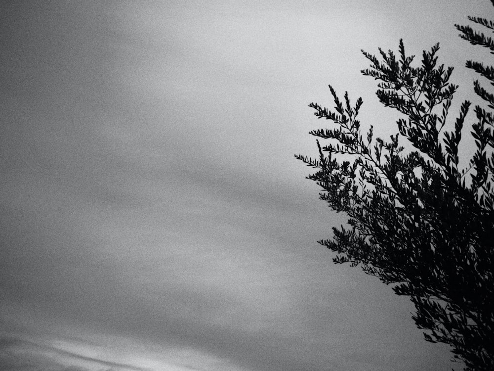 uma foto em preto e branco de uma árvore