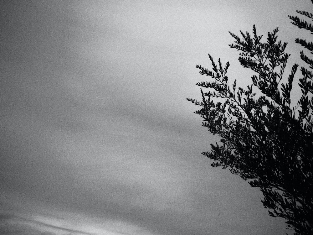 a black and white photo of a tree