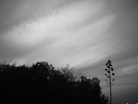 A serene black and white photograph showcasing a single tree against a vast empty sky.