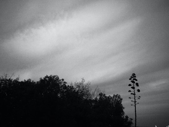 A black and white photograph featuring a silhouette of dense trees on the left side and a tall, slender, leafless tree on the right against an expansive sky. The clouds are thin and stretch horizontally, adding a textured backdrop.