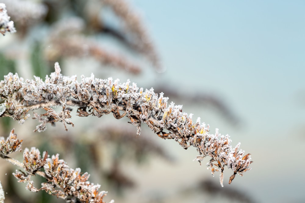 a close up of a plant with snow on it