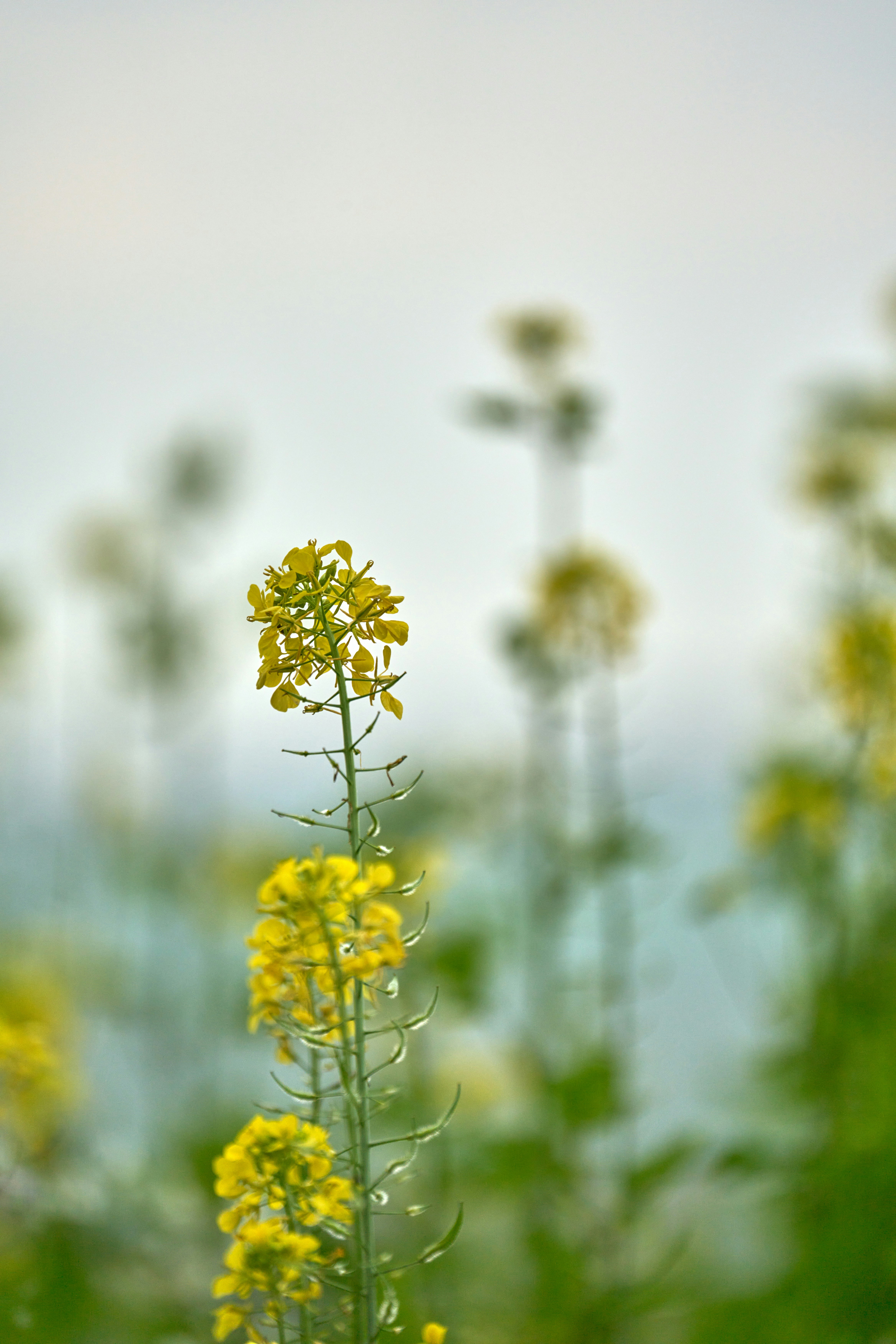 Una flor amarilla en un campo de flores amarillas foto – Imagen de Flor  gratuita en Unsplash, image size:3000x4500