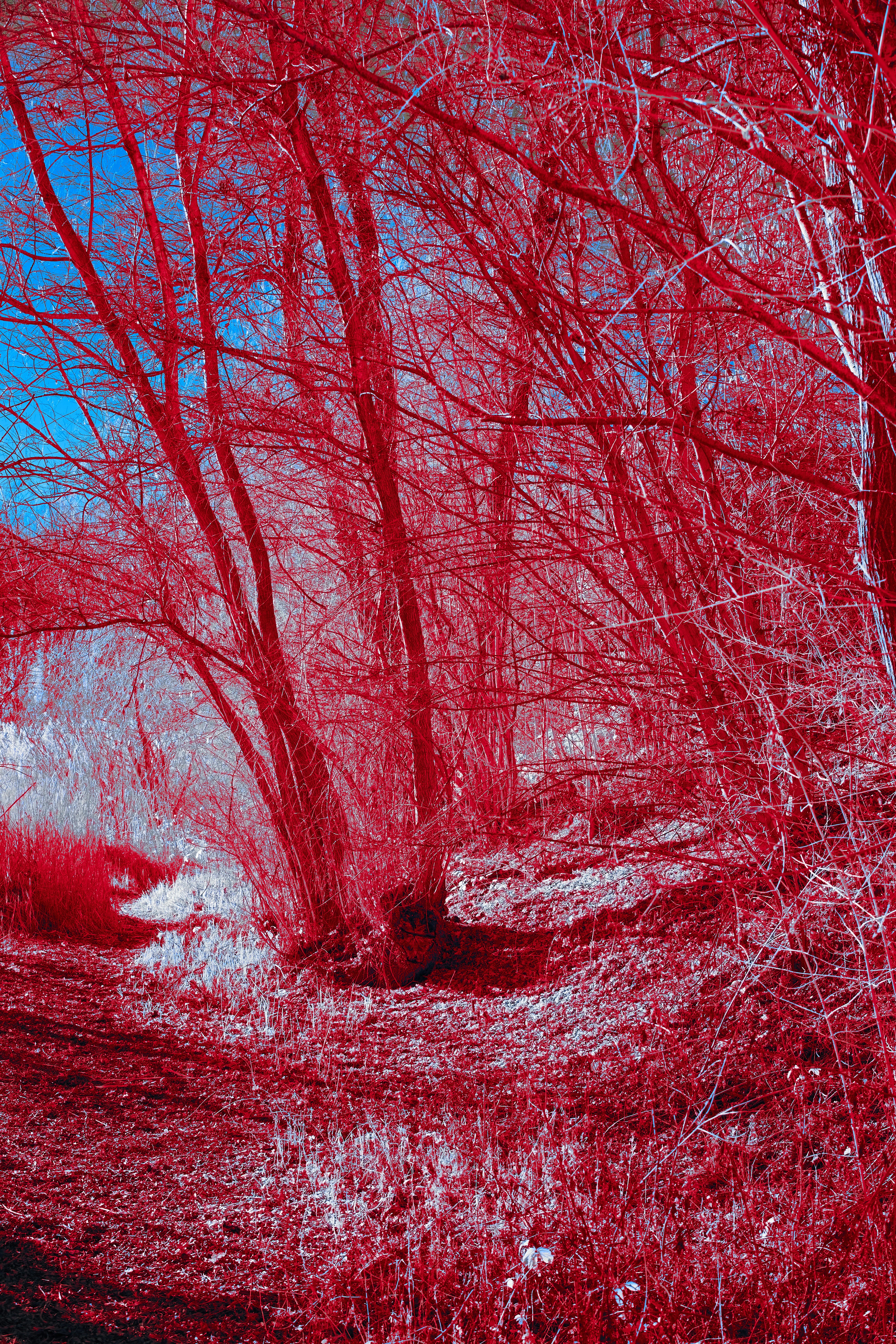 Photo by wolfgang_hasselmann