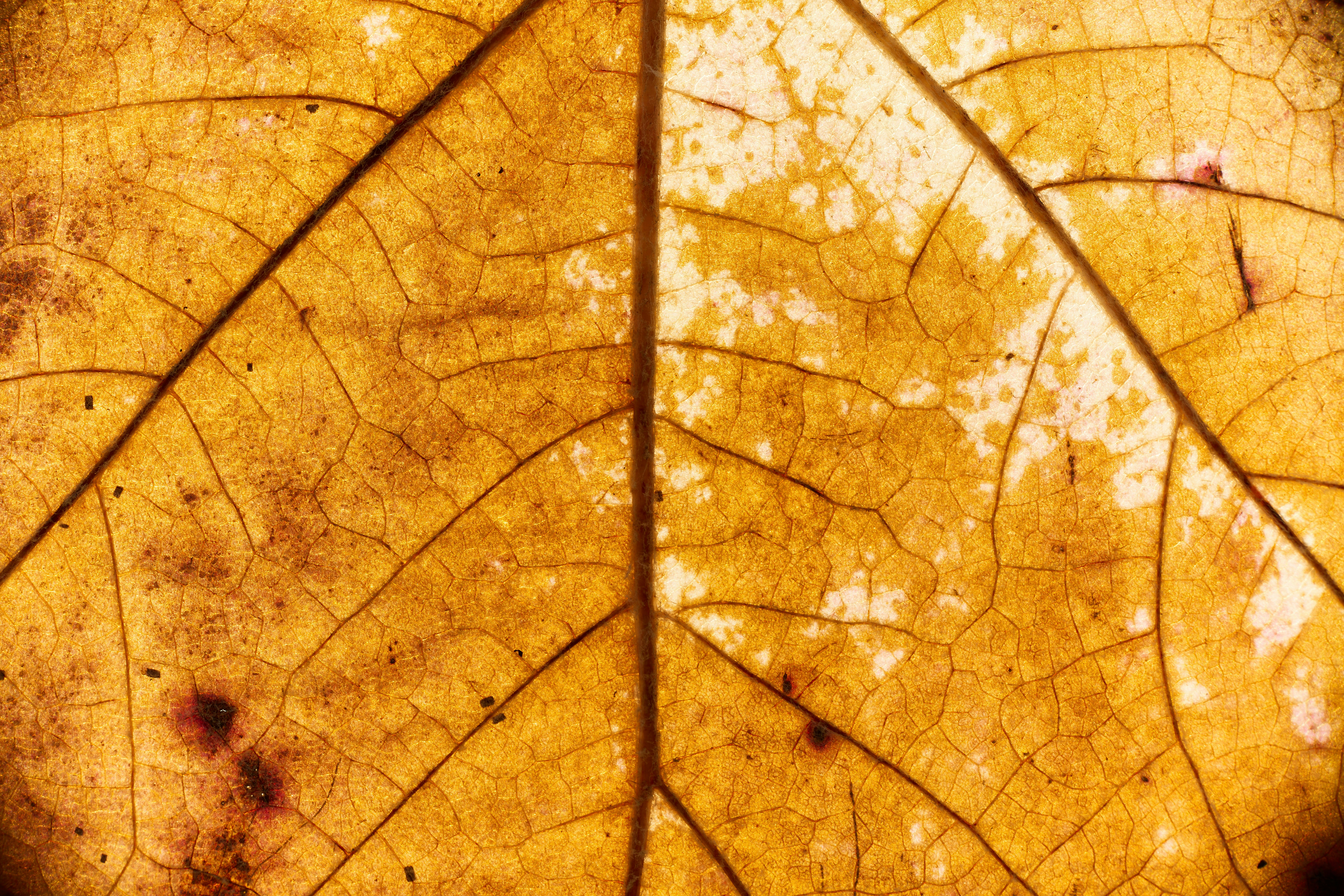 Photo by wolfgang_hasselmann