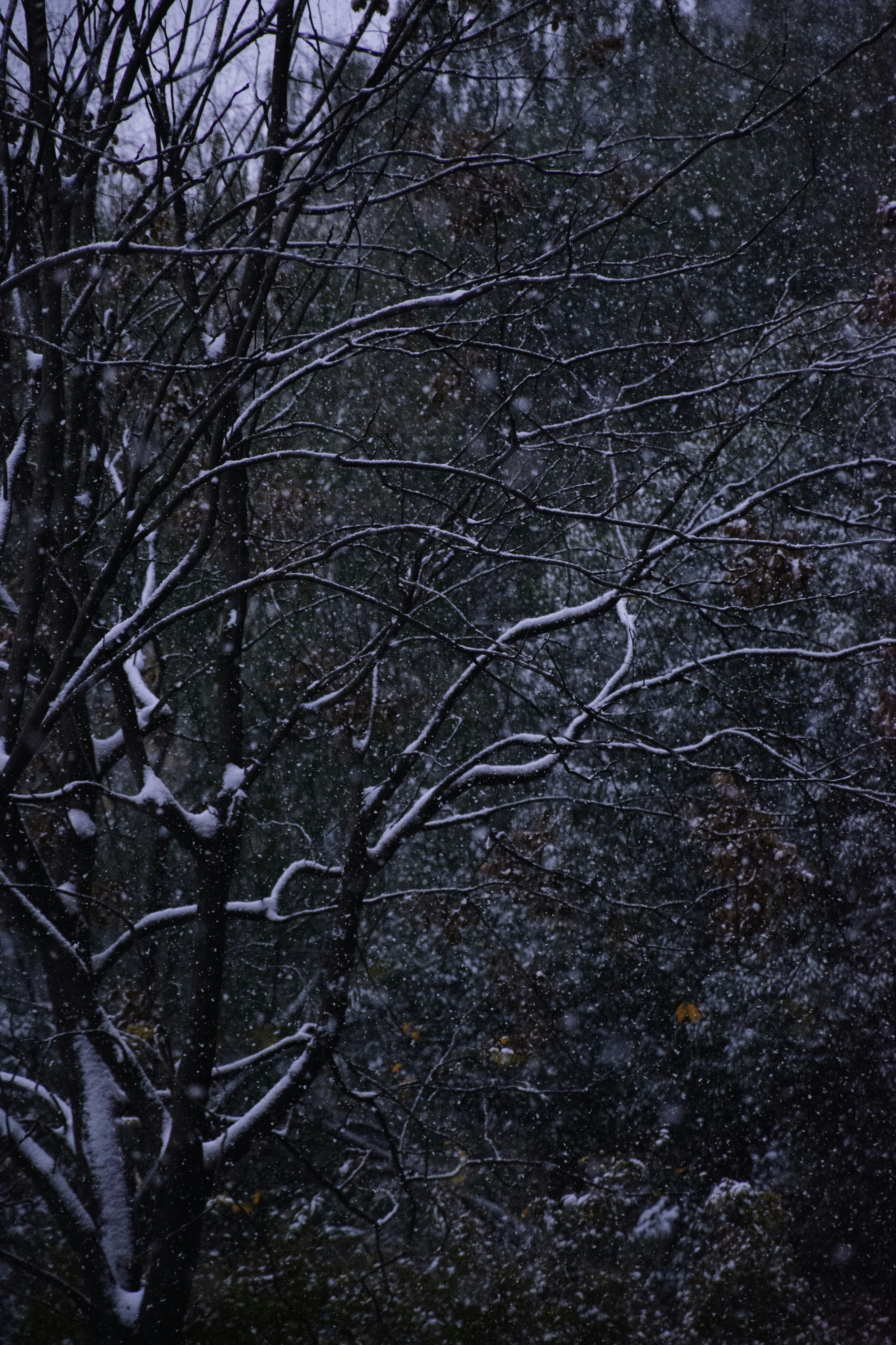 Photo by moononmoons