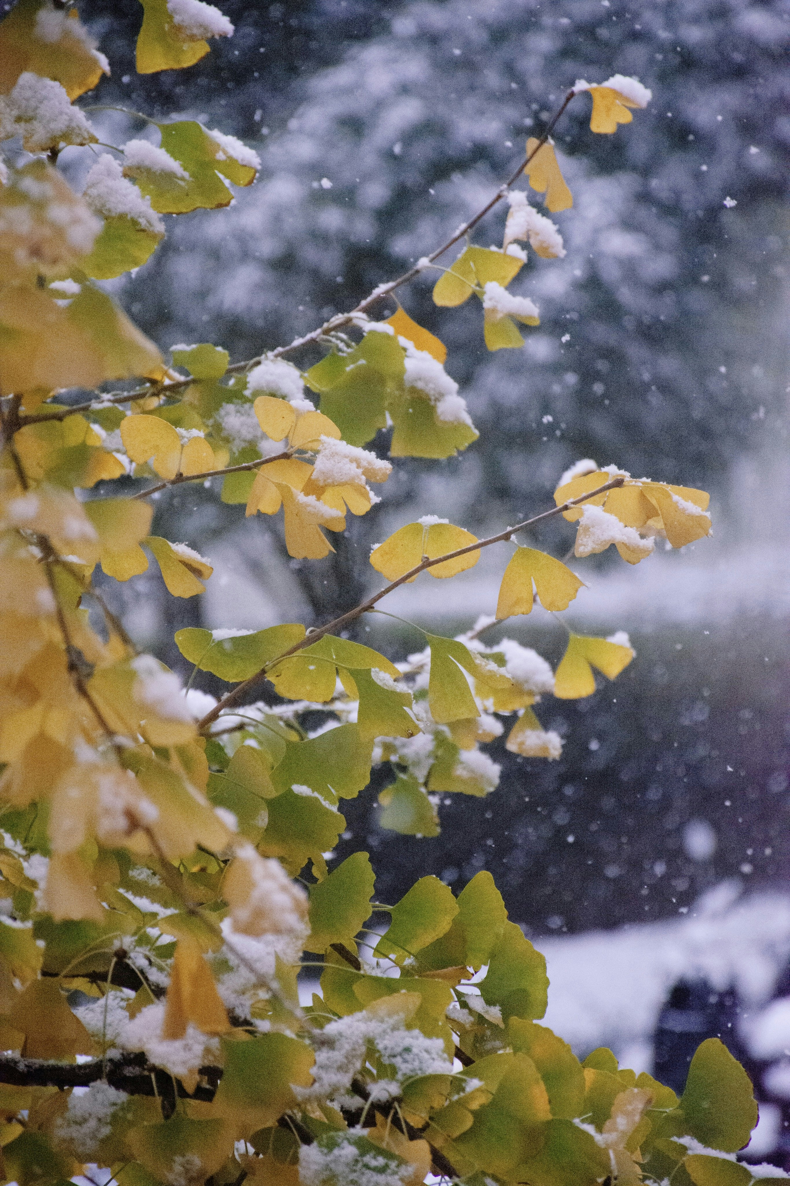 Photo by moononmoons