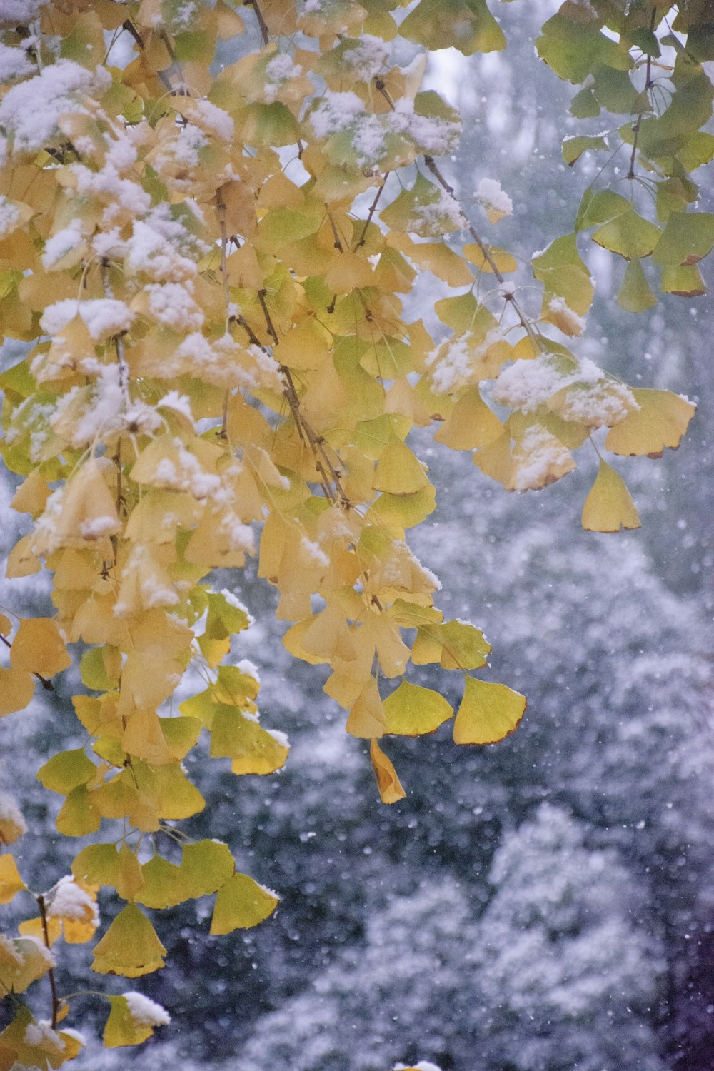 a tree with yellow leaves in the snow