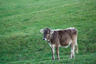 A cow stands on a lush, green hillside, gazing towards the camera. The animal appears calm and is wearing a bell around its neck. The grass is bright and uniform, indicating a well-maintained pasture.