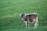 A cow stands on a lush, green hillside, gazing towards the camera. The animal appears calm and is wearing a bell around its neck. The grass is bright and uniform, indicating a well-maintained pasture.